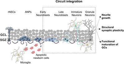 Rewiring of Memory Circuits: Connecting Adult Newborn Neurons With the Help of Microglia